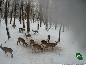 На підгодівельний майданчик у Бережанському надлісництві, що на Тернопільщині, прийшов гурт козуль